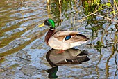 Male Mallard Duck (Anas platyrhynchos), East Sussex, England, United Kingdom, Europe