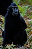 Schwarzer Schopfmakak (Macaca nigra), ein einheimischer, affenartiger Affe mit auffälligen Augen, Gesicht und Haarbüschel, Tangkoko-Reservat, Minahasa, N Sulawesi, Indonesien, Südostasien, Asien