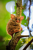 Brillen-Tarsier (Tarsius tarsier) einer der kleinsten Primaten, heute vom Aussterben bedroht, insektenfressend und nachtaktiv, Tangkoko-Nationalpark, Minahasa-Hochland, Nordsulawesi, Indonesien, Südostasien, Asien