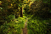 Lush green untouched forest (rainforest) in the jungle of Taranaki Volcano, North Island, New Zealand, Pacific