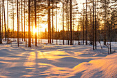 Warmes Sonnenlicht beleuchtet einen Tannenwald in der Nähe von Rovaniemi, an einem kalten Winternachmittag, Rovaniemi, Finnland, Europa