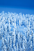 Ein komplett verschneiter Wald während einer blauen Stunde in Finnisch-Lappland, Finnland, Europa