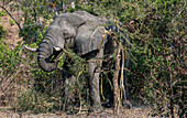 Elephant (Loxodonta africana) eating an acacia tree whose thorns can be over 50 mm in length and very sharp, Zambia, Africa