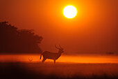 Das Rote Lechwe (Kobus leche leche), eine Antilope, die an feuchte Umgebungen wie die Busanga-Flutebenen im Norden des Kafue-Nationalparks angepasst ist, Sambia, Afrika