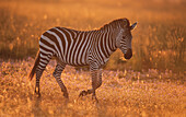 Burchell's zebra (Equus quagga burchellii) in late afternoon light on the Liuwa plain, Zambia, Africa