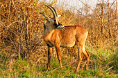 The Rhone (Hippotragus equinus), translated to horse-goat, unlike other Antelope often kneel when drinking, Zambia, Africa