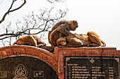 Rhesus Monkeys lying on stone carving de-lousing each other, Nepal, Asia