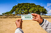 Banknote and the five Nakfa tree (Giant Sycamore tree) near Segeneyti, Eritrea, Africa