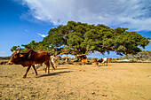 Animals grazing around the five Nakfa tree (Giant Sycamore tree) near Segeneyti, Eritrea, Africa