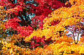 Colorful autumn foliage and leaves, Hinosaki, Honshu, Japan, Asia