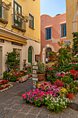 View of flower display outside florists in street, Capri Town, Isle of Capri, Campania, Italy, Mediterranean, Europe