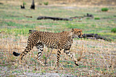 Gepard (Acynonix jubatus) zu Fuß, Savuti, Chobe-Nationalpark, Botsuana, Afrika