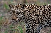 Portrait of a leopard (Panthera pardus), Savuti, Chobe National Park, Botswana, Africa