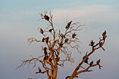 Weißrückengeier (Gyps africanus) sitzen auf einem Baum, Savuti, Chobe-Nationalpark, Botsuana, Afrika