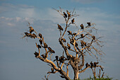 Weißrückengeier (Gyps africanus) sitzen auf einer Baumkrone, Savuti, Chobe-Nationalpark, Botsuana, Afrika