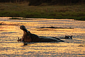 Hippopotamuses (Hippopotamus amphibius) in the river Khwai, Okavango Delta, Botswana, Africa