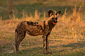 Afrikanischer Wildhund (Lycaon pictus), Khwai, Okavango-Delta, Botsuana, Afrika