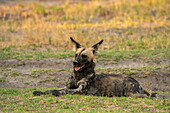 Afrikanischer Wildhund (Lycaon pictus), Khwai, Okavango-Delta, Botsuana, Afrika