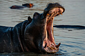 Flusspferd (Hippopotamus amphibius) im Khwai-Fluss, Okavango-Delta, Botsuana, Afrika