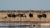 Strauße (Struthio camelus), Nxai-Pan-Nationalpark, Botsuana, Afrika