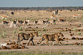 Alarmierte Springböcke (Antidorcas marsupialis) beobachten Löwenjunge (Panthera leo), Nxai Pan Nationalpark, Botsuana, Afrika