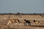 Löwin (Panthera leo) und Jungtiere, Nxai Pan National Park, Botswana, Afrika