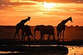 Afrikanischer Elefant (Loxodonta africana) und Giraffen (Giraffa camelopardalis) bei Sonnenuntergang, Nxai Pan National Park, Botswana, Afrika