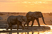 Afrikanischer Elefant (Loxodonta africana) bei Sonnenuntergang, Nxai Pan National Park, Botsuana, Afrika