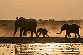 Afrikanische Elefanten (Loxodonta africana) bei Sonnenuntergang, Nxai Pan National Park, Botswana, Afrika