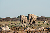 African elephants (Loxodonta africana), Nxai Pan National Park, Botswana, Africa