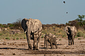 Afrikanische Elefanten (Loxodonta africana) am Wasserloch, Nxai Pan National Park, Botsuana, Afrika