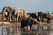 African elephants (Loxodonta africana) at waterhole, Nxai Pan National Park, Botswana, Africa