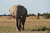 Afrikanische Elefanten (Loxodonta africana), Nxai-Pan-Nationalpark, Botsuana, Afrika