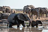 Afrikanische Elefanten (Loxodonta africana) am Wasserloch, Nxai Pan National Park, Botsuana, Afrika