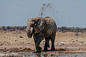 African elephant (Loxodonta africana) at waterhole, Nxai Pan National Park, Botswana, Africa