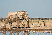 Afrikanischer Elefant (Loxodonta africana) und Springböcke (Antidorcas marsupialis) am Wasserloch, Nxai Pan National Park, Botswana, Afrika