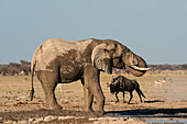 Afrikanischer Elefant (Loxodonta africana) und Gnus (Connochaetes taurinus) am Wasserloch, Nxai Pan National Park, Botswana, Afrika