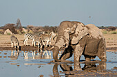 Afrikanischer Elefant (Loxodonta africana) und Steppenzebras (Equus quagga) am Wasserloch, Nxai Pan National Park, Botswana, Afrika