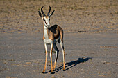 Springbok (Antidorcas marsupialis), Nxai Pan National Park, Botswana, Africa