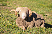 Sheep, Savoie, Auvergne Rhone-Alpes, France, Europe