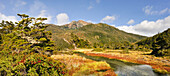 Gaultheria mucronata shrub in foreground, Ainsworth Bay, Alberto de Agostini National Park, Tierra del Fuego, Patagonia, Chile, South America