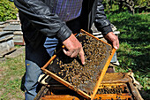 Raznik Mouradyan, Imker in Vedi, zeigt einen mit Bienen besetzten Rahmen, ein Dorf in der Ararat-Ebene, Artaschat, Armenien, Eurasien