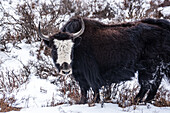 Nahaufnahme eines gehörnten Yaks, der in die Kamera schaut, während er im Schnee steht, Himalaya, Nepal, Asien