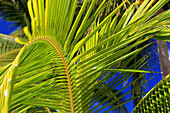 Palm tree detail, Rarotonga, Cook Islands, South Pacific, Pacific