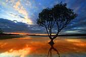 Lone tree at sunset, Kenfig Pool, Kenfig Nature Reserve, South Wales, United Kingdom, Europe