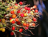 Palm Tree fruits, Bermuda, Atlantic, North America