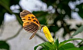 Marsaeus Tigerwing Schmetterling (Melinaea marsaeus), Mindo, Ecuador, Südamerika