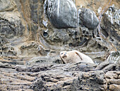 Adult harbor seal (Phoca vitulina), hauled out and resting on a rocky ledge off Newport Beach, California, United States of America, North America