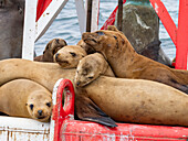 California sea lions (Zalophus californianus), grouped together on a channel marker off Newport Beach, California, United States of America, North America