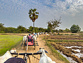 Traditional ox carts with drivers at sunrise in Kampong Tralach, Cambodia, Indochina, Southeast Asia, Asia